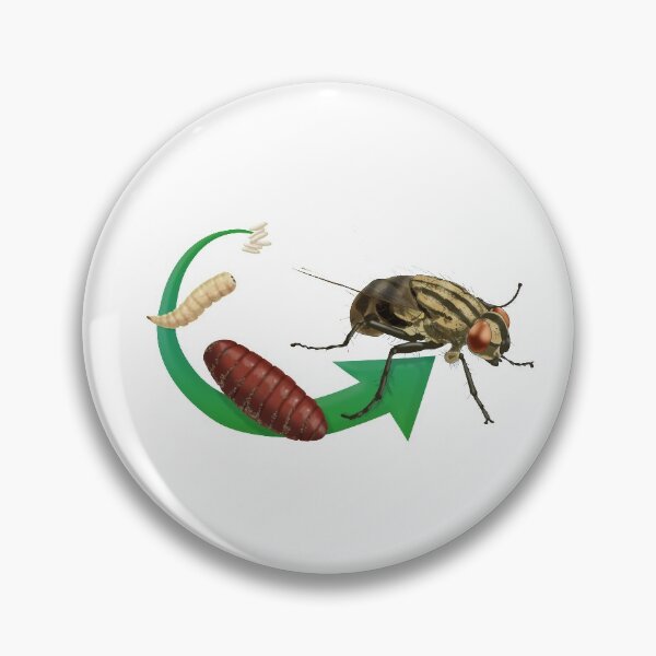 Item preview, Life Cycle of a House Fly, Pupa, Larva and Eggs designed and sold by ScienceSource.
