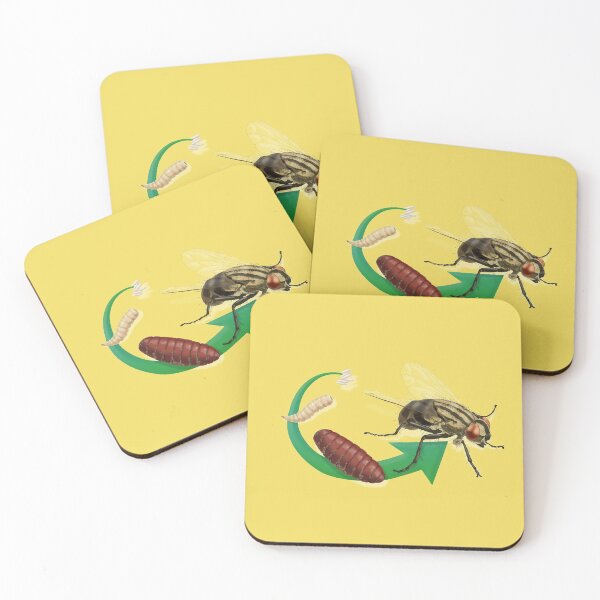 Item preview, Ciclo de vida de una mosca doméstica, pupa, larva y huevos designed and sold by ScienceSource.