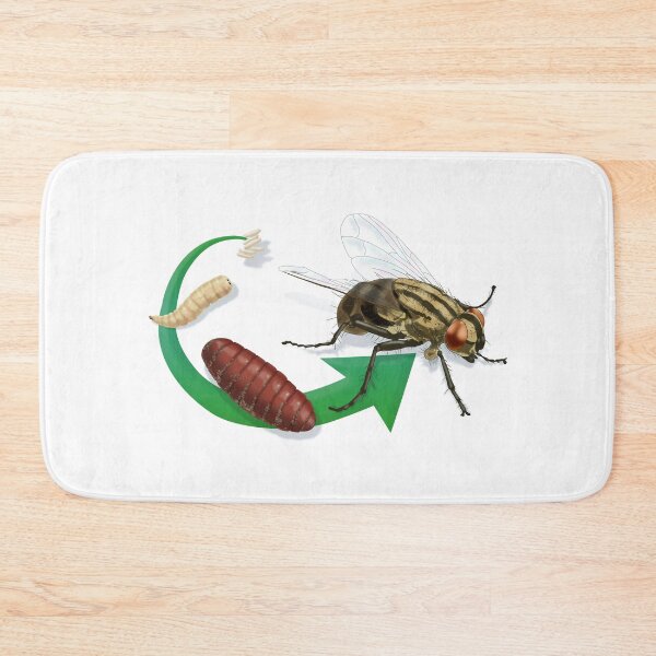Item preview, Life Cycle of a House Fly, Pupa, Larva and Eggs designed and sold by ScienceSource.