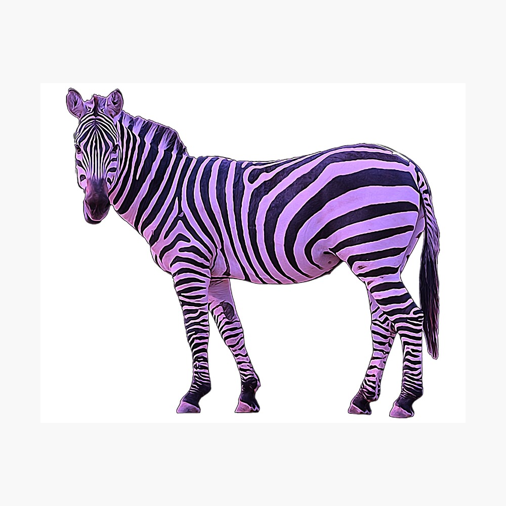 560+ Purple Zebra Stock Illustrations, Royalty-Free Vector Graphics & Clip  Art - iStock