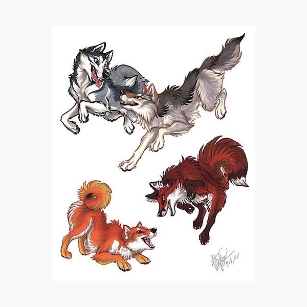 Lookalikes: Husky/Wolf & Shiba/Fox Photographic Print