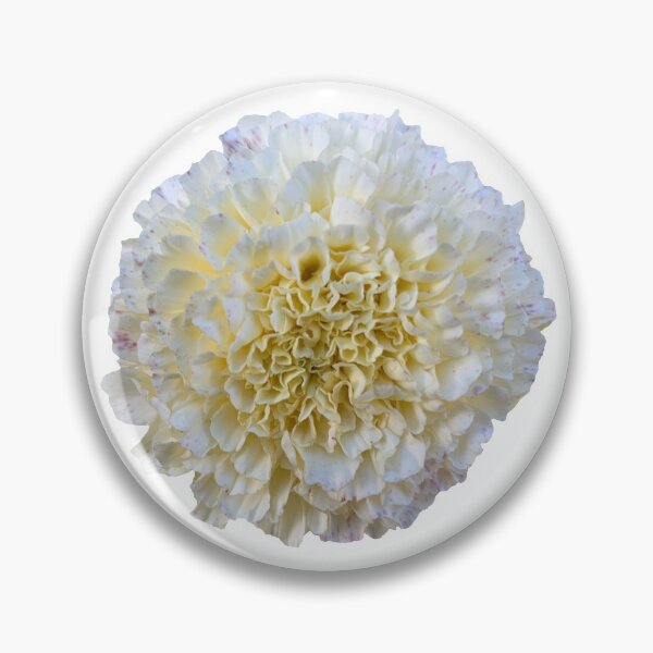 Item preview, Cream Marigold Flower Still Life Floral Photography designed and sold by CottoVerdi.