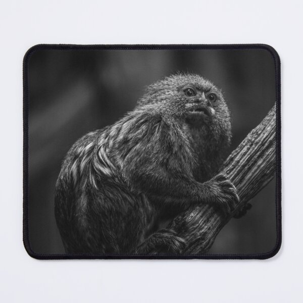 Item preview, Pygmy Marmoset - Cebuella Pygmaea - 001 designed and sold by agu-photos.