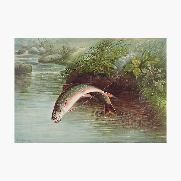 Jumping Rainbow Trout Photographic Prints for Sale
