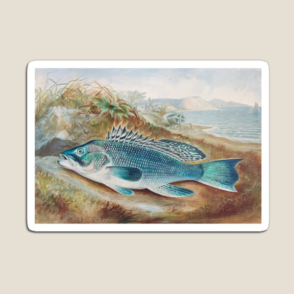 Item preview, The Sea Bass by Samuel Kilbourne designed and sold by themkat.