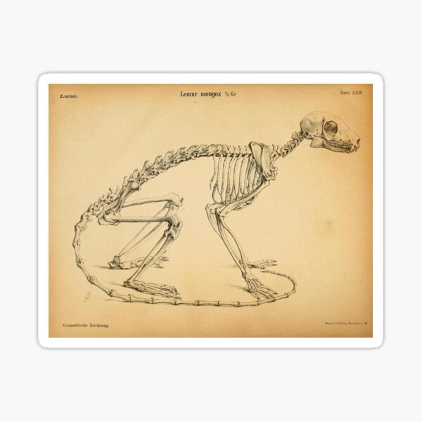 Item preview, Lemur Skeleton Vintage Print designed and sold by WeFLVintage.