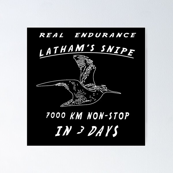 Item preview, Latham's snipe migratory bird real endurance designed and sold by twobillion.