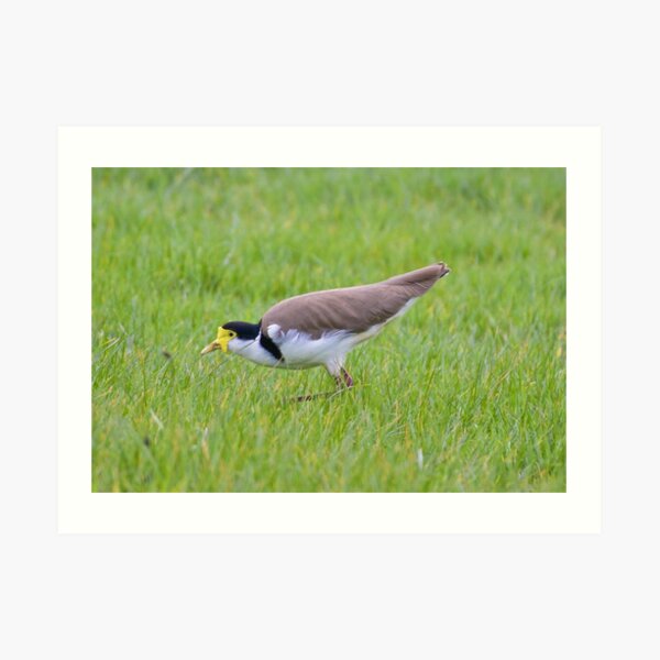 LAPWING ~ Masked Lapwing 66SGJXN7 by David Irwin Art Print
