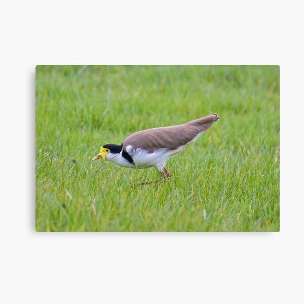 LAPWING ~ Masked Lapwing 66SGJXN7 by David Irwin Canvas Print