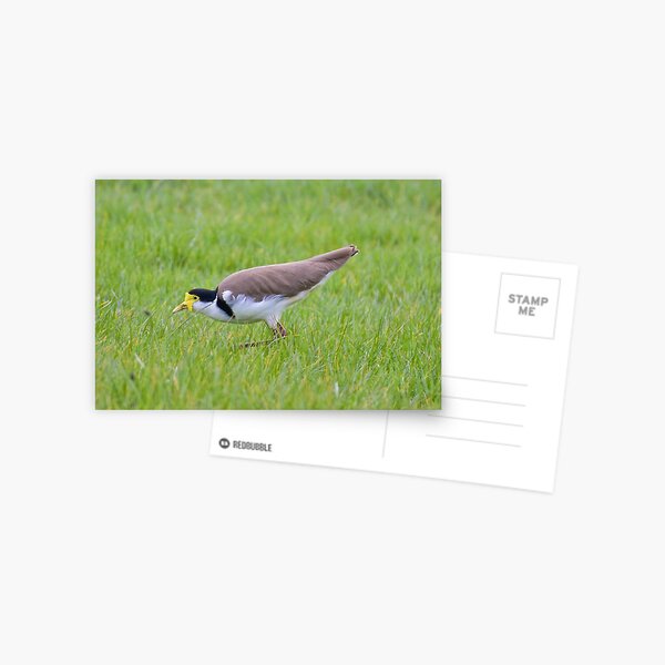 LAPWING ~ Masked Lapwing 66SGJXN7 by David Irwin Postcard