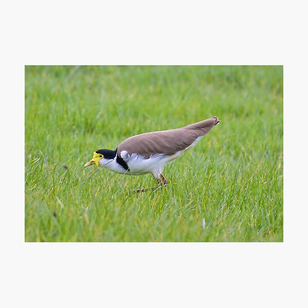 LAPWING ~ Masked Lapwing 66SGJXN7 by David Irwin Photographic Print