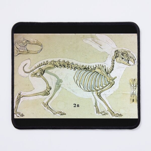 Item preview, Hare Skeleton Vintage Print  designed and sold by WeFLVintage.