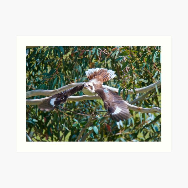 KINGFISHER ~ Kookaburra by David Irwin Art Print