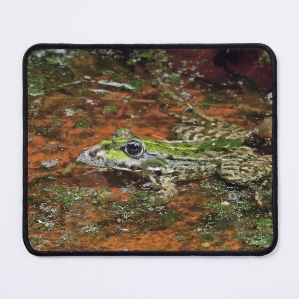 Item preview, r1197/ Finition 2021 - " Trés belle Grenouille " (c)(t) Olavia-Olao Okaio Créations designed and sold by o.okaïo.