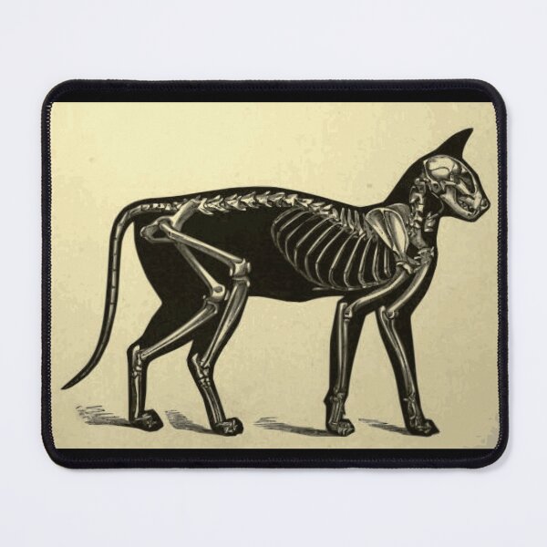 Item preview, Domestic Cat Skeleton Vintage Drawing designed and sold by WeFLVintage.
