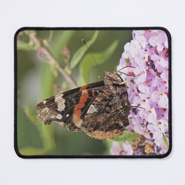 Item preview,   r1157/ Finition 2021  " Papillon en plein repas ! "  2018 (c)(7) Olavia-Olao Okaio Créations designed and sold by o.okaïo.