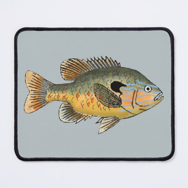 Item preview, Longear Sunfish designed and sold by fishfolkart.