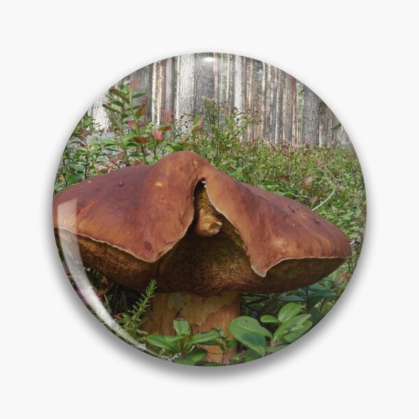 Item preview, The shameless Pine bolete designed and sold by Jouko Lehto Photography.