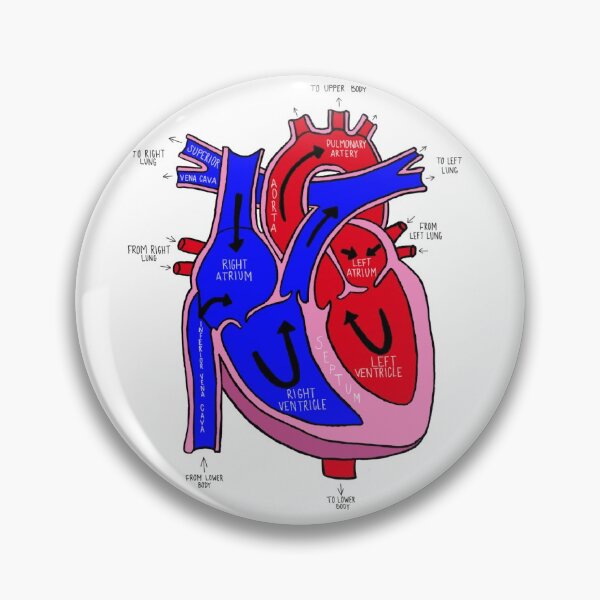 Item preview, Anatomical Heart designed and sold by Angry-Axolotl.