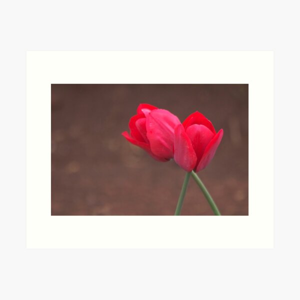 Tulip Duo Art Print