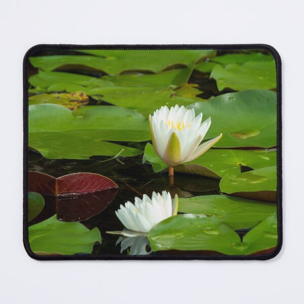 Item preview, White Water Lillies Among Giant Lilly Pads designed and sold by KbytesOfJax Outdoor and Nature.