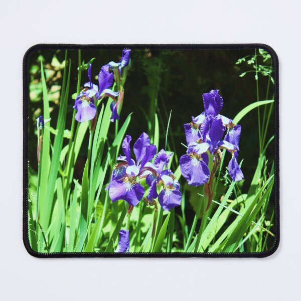 Item preview, Native Blue Flag Irises designed and sold by chstudios.