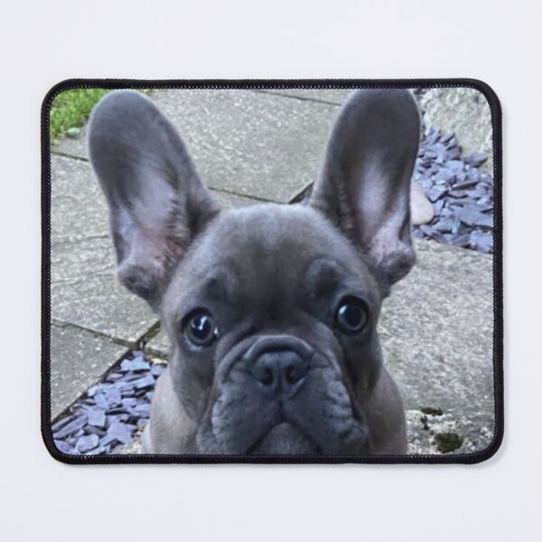 Item preview, Kedi the French Bull Dog Puppy designed and sold by Labradoodlesetc.