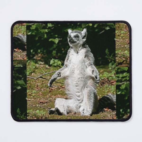 Item preview, r1105/ Finition 2021  Les Primates: Lémurien " le Maki Catta en plein bain de Soleil  ! "   2016 (c) Olavia-Olao Okaio Créations designed and sold by o.okaïo.