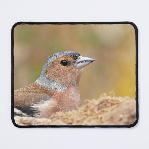 Item preview, r1074 / New Finition 2021 -- Oiseau " Pinson des Bois " Beau Portrait " 2015 (c)(t) Olavia-Olao Okaio Créations designed and sold by o.okaïo.