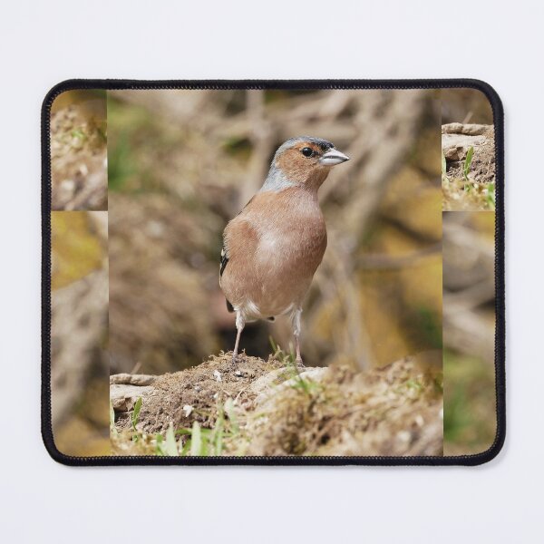 Item preview, r1076 / New Finition 2021 -- Oiseau " Pinson des Bois " Attentif au Danger ! " 2015 (c)(t) Olavia-Olao Okaio Créations designed and sold by o.okaïo.