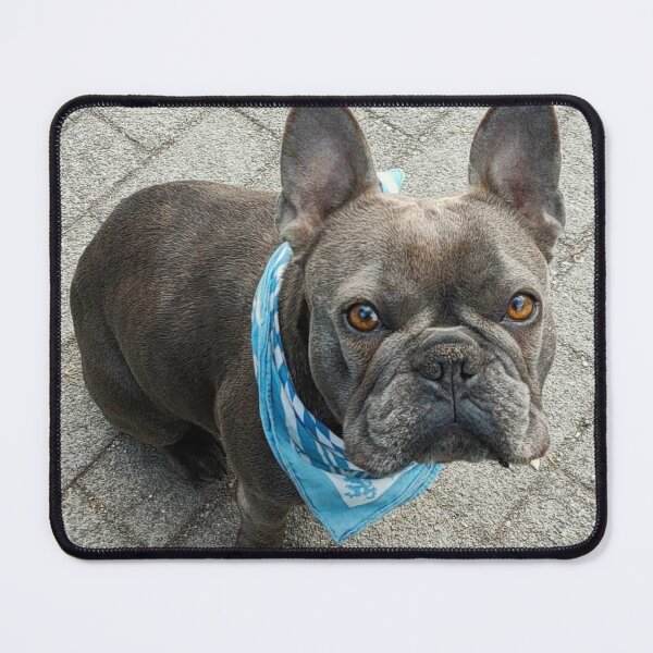 Item preview, French bulldog while modeling designed and sold by vibeno1.