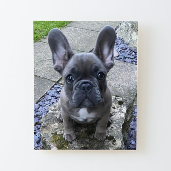 Dog Ears Wall Art Redbubble