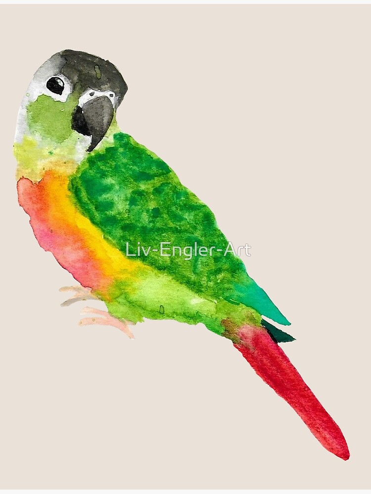 Watercolor Green Cheek Conure Poster By Liv Engler Art Redbubble