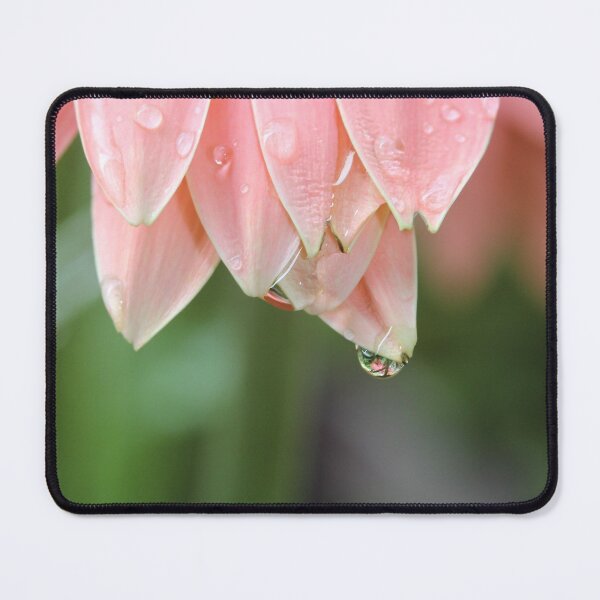 Item preview, Water droplet on Pink Daisy designed and sold by KOneillPics.