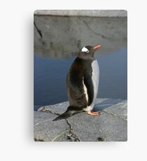 Gentoo Penguin Metal Print
