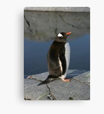 Gentoo Penguin Canvas Print