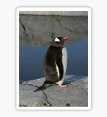 Gentoo Penguin Sticker