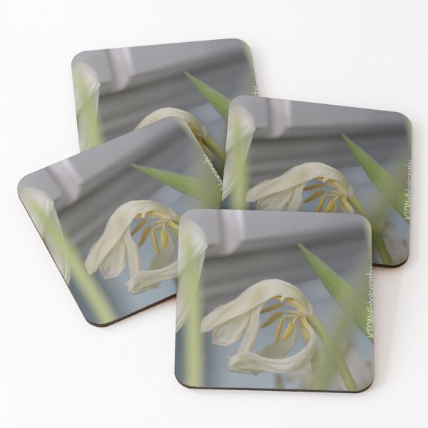 Item preview, White Dried Flower designed and sold by KOneillPics.