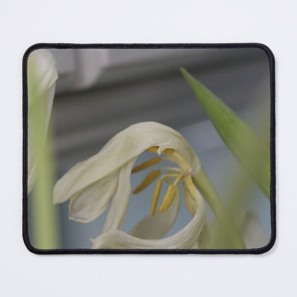 Item preview, White Dried Flower designed and sold by KOneillPics.