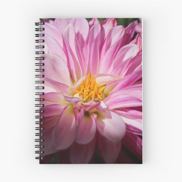 Item preview, Sunshine on Pink Flower designed and sold by KOneillPics.