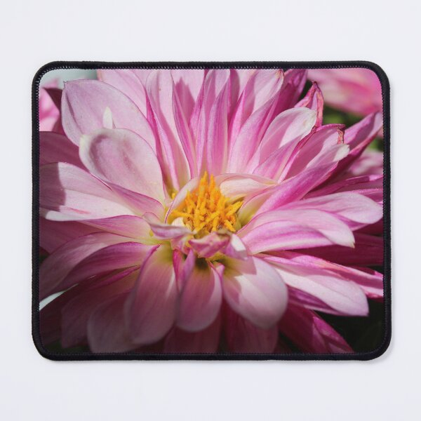 Item preview, Sunshine on Pink Flower designed and sold by KOneillPics.