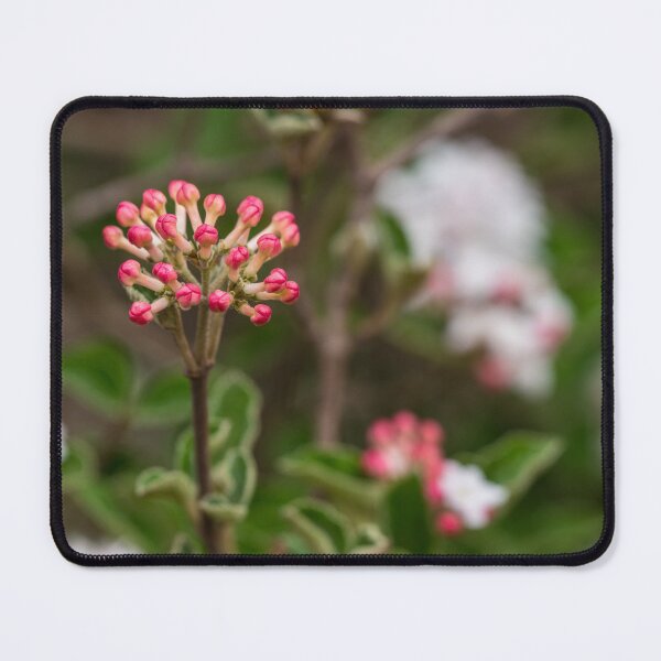 Item preview, Korean Spice Viburnum Buds designed and sold by mljdwhite.