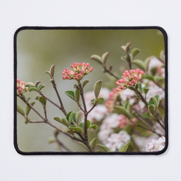 Item preview, Pink Korean Spice Viburnum designed and sold by mljdwhite.