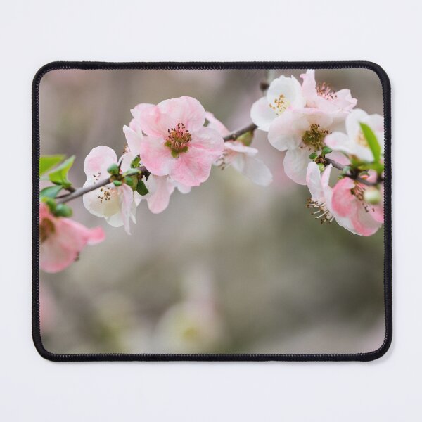 Item preview, Pink Quince At The Top designed and sold by mljdwhite.