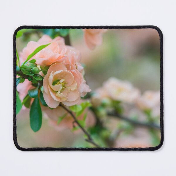 Item preview, Peach Flowering Quince designed and sold by mljdwhite.
