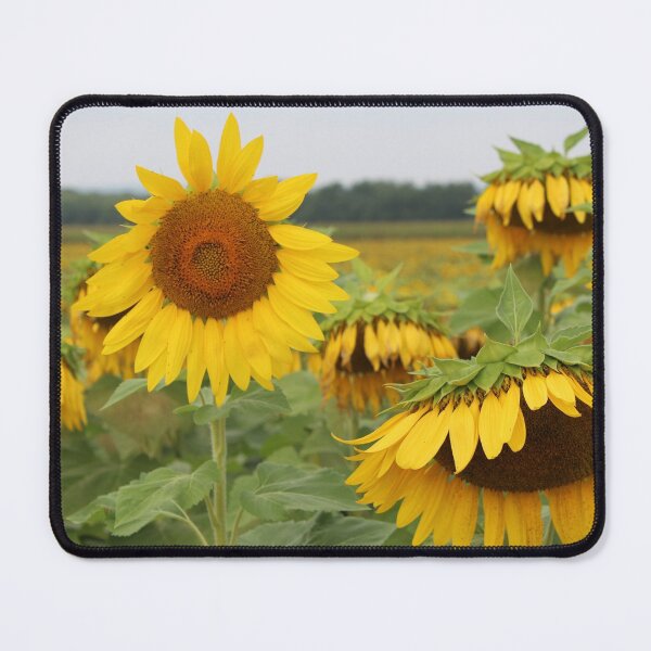 Item preview, Sunflowers designed and sold by KOneillPics.
