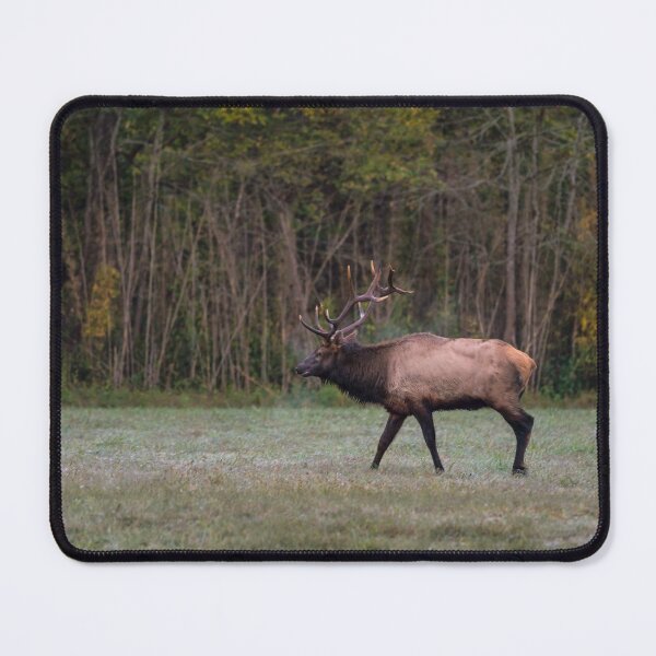 Item preview, Bull Elk Morning Walk designed and sold by mljdwhite.
