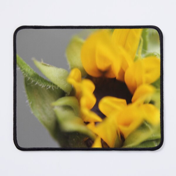 Item preview, Sunflower close up designed and sold by KOneillPics.
