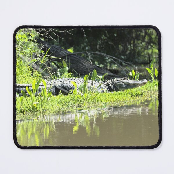 Item preview, Sunning Alligator designed and sold by Ryan Stephens.
