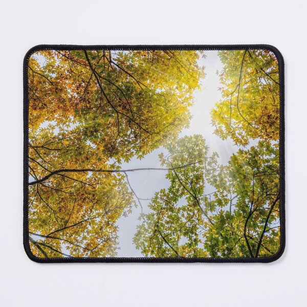 Item preview, Sunlight Through Autumn Sugar Maples designed and sold by mljdwhite.